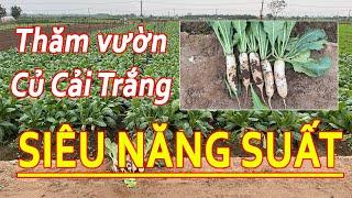 THĂM VƯỜN CỦ CẢI TRẮNG SIÊU NĂNG SUẤT #CUCAITRANG #TRINONG