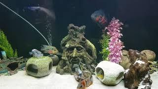 My 560 Litre ND Aquatics communtity Fish Tank