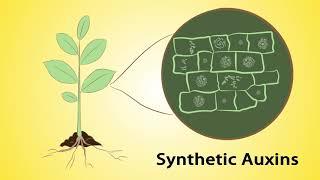 Mode of Action, Part 1: Herbicides and Insecticides (English)