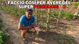 POMODORI: come "CURARLI" ed EVITARE la formazione di ERBA!