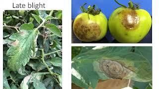 Identification of late blight of tomato