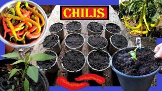 Chili Anbau ️ Chilis anbauen Aussaat bis Ernte ️ Chili u Peperoni säen, pflegen, ernten ️ Chilis