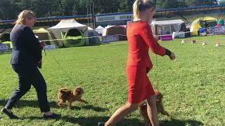 Международная выставка собак в Ратомке .  Влог