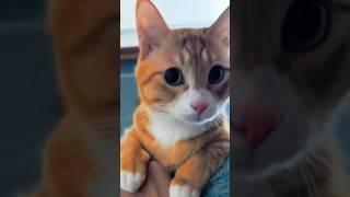 cute cat   & monkey  funny  #funnyvideos #cat #monkey #viral #video #funny #cute #shorts#yt