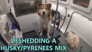 Beautiful Husky / Great Pyrenees Mix Gets Groomed | Satisfying Deshed