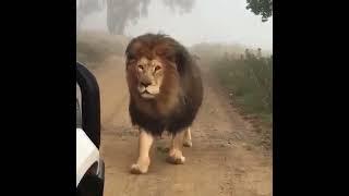 #Lion Царь приятно познакомится #ЛЕВ #Shorts