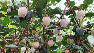 Growing Chilean Guava (Ugni Mollinae) in the UK. It is (finally) in full bloom.