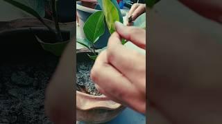 Ficus bonsai making #bonsai #ficus #cutting #shorts