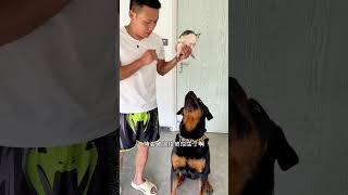 万物皆有灵，一坨乐园的物种越来越多 #罗威纳 #罗威纳护卫犬 #一坨 #rottweiler #pets #萌宠 #老友狗狗 #funny #搞笑 #狗狗 #向威和一坨 #trending