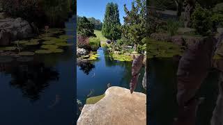 Will The Basement Flood? #shorts  #waterfeature  #koipond #gardendesign #naturalpool #swimpond