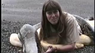 Terri Erwin meets giant Burmese pythons at Brads World Reptiles