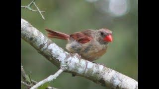 Backyard Bird Habitat