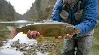 FLIEGEN FISCHEN AUF ÄSCHEN AN DER STEYR