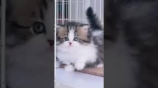 #cute #pets #cat #animals