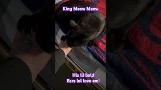 King Meow Meow Said… Fighsty #pets #life #funny