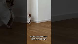 Are The Ghosts Real?  #shorts #funnydog #pomeranian