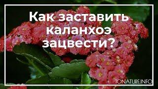 Как заставить каланхоэ зацвести? | toNature.Info