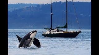 Planting Trees for Orca