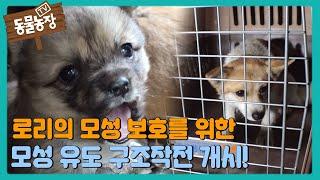 로리의 모성 보호를 위한 모성 유도 구조작전 개시 #TV동물농장 #AnimalFarm #SBSstory