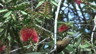 Eastern Spinebill