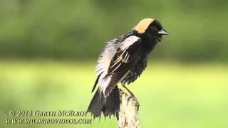 Bobolink in Maine