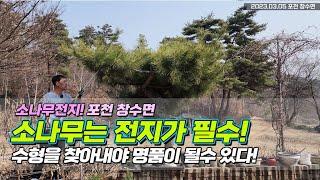 소나무전지! 포천 창수면! 소나무는 전지가 필수.. 수형을 찾아내야 명품이 될수 있다 / You have to prune for a luxury pine tree