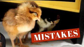 8 Beginner Chicken Care Mistakes To Avoid | Backyard Chickens 101 | Egg Laying Hens and Chicks