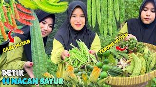 Petik sayuran untuk buka puasa | Panen 11 macam sayur