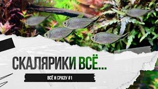 Скалярики ВСЁ и...