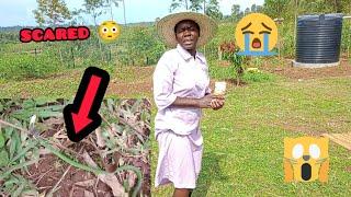 Venomous snake Attack at my Farm //Off grid living @iammarwa