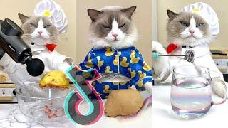 That Little Puff TikTok  Cats Make Food Compilation #5