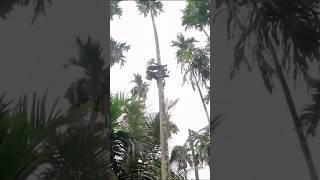 Он просто поднимается по дереву, как в фильме! #top #wow #best #like #respect #tiktok #trending
