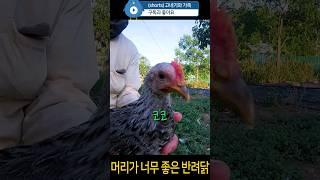 머리가 너무 좋은 반려#닭 '코코'. #chicken