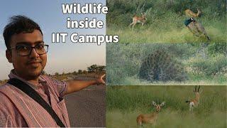 Wildlife inside IIT Campus | ক্যাম্পাসের মধ্যেই হরিণ ময়ূর️| Short Campus tour of IIT Jodhpur