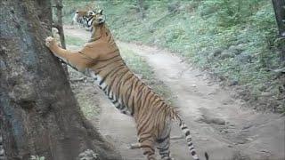 SLOTH BEAR & TIGER sighting in Ranthambhore safari, with guide vipul jain