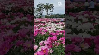 김용빈#연인