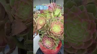 만월경~ 뭔뜻인지~비도 내리고해서 물고픈아이들 시원하게 물샤워~~~#박서진가수님 #나만믿어요 #전유진  #냥이분 #에오니움 #한일톱텐쇼