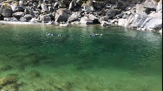 Snorkel survey on the Coquihalla River