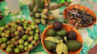 Picking Fresh Macadamias, Tasting Hass Avocado & 1st Spring Bananas