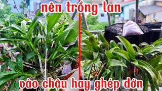 Nên trồng lan vào chậu hay ghép dớn, cách ghép lan vào trụ dớn | trồng lan ban công