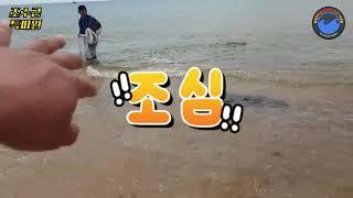 **한투라**민물과 바다물이 만나면 벌어지는 일 #바다투망 #castnetfishing