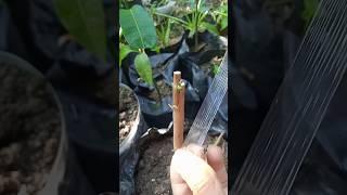 guava grafting techniques | fruit tree grafting tips #short