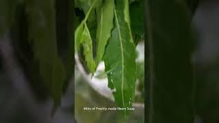 Making a fresh batch of Neem Soap! 