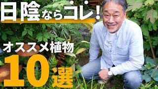 【失敗しない！】シェードガーデンに最適な植物を紹介！お庭に必ずある日陰の植栽をプロが提案！【ガーデニング】【半日陰】