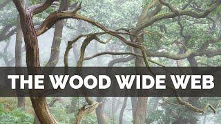 How a Hidden World Changed my Photography - The WOOD WIDE WEB