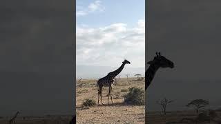 On Safari in Amboseli, Kenya  #travelafrica #travel #africansafari