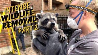 Intense Wildlife Encounter Continued: Raccoon Removal & Family Reunion | Part 2