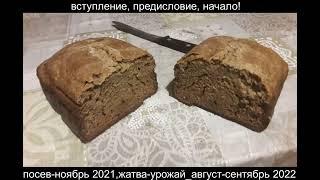 Сею, вею, взращиваю, пожинаю, перемалываю и пеку свой натуральный полезный беЗдрожжевой ХЛЕБ!