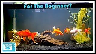 Keeping Goldfish: What You Should Know BEFORE Buying Goldfish!