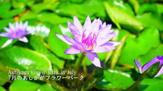 Ashikaga Flower Park in July features water lilies and hanachozu!